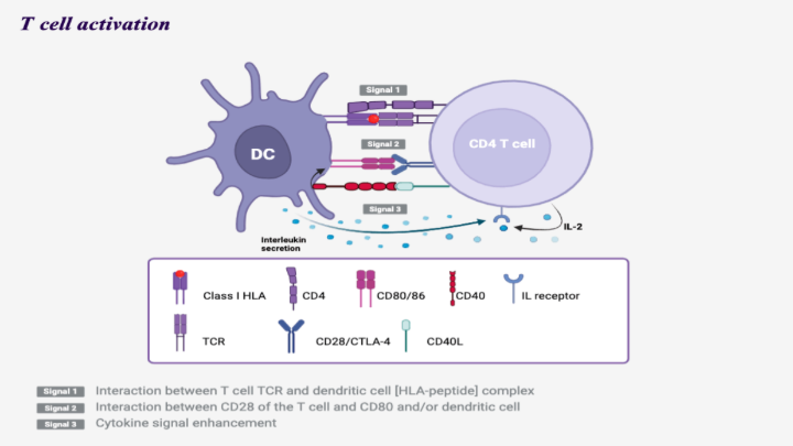 The activation of naive T cells